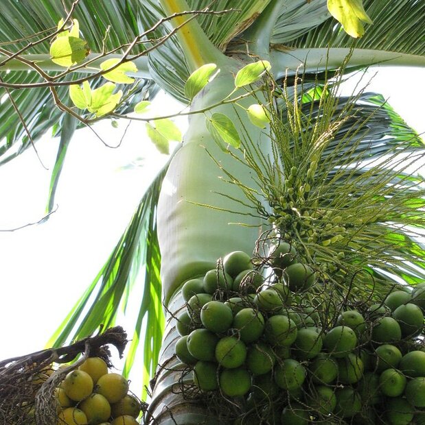 Betelpalme (Areca catechu)