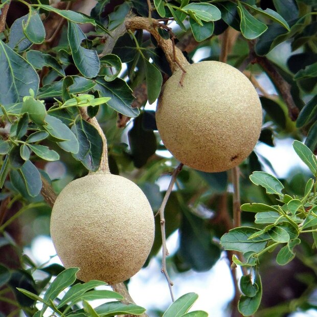 Elefantenapfel (Limonia acidissima)