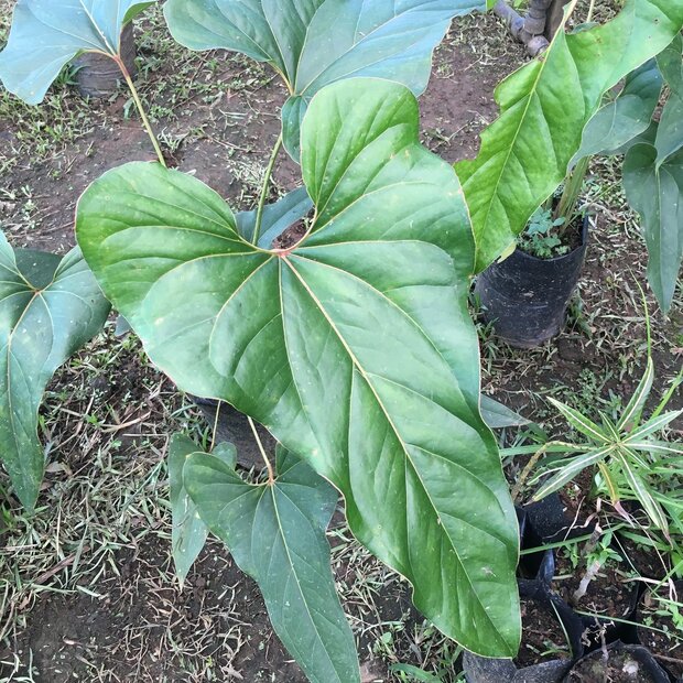 Anthurium (Anthurium brownii)