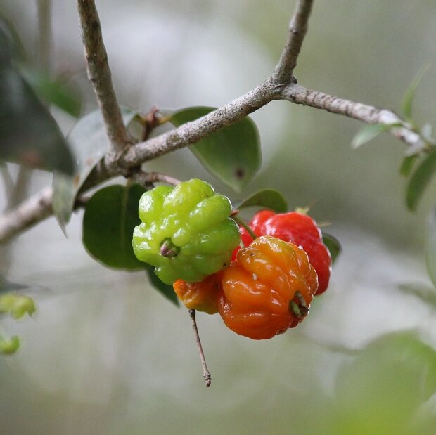 Surinamische Kirsche (Eugenia uniflora)