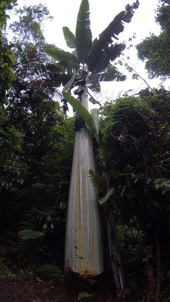 Riesenbanane (Musa ingens)