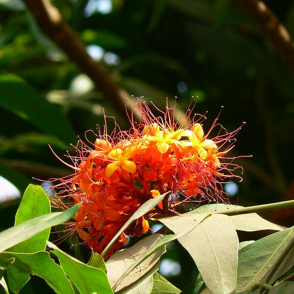 Ashoka (Saraca asoca)