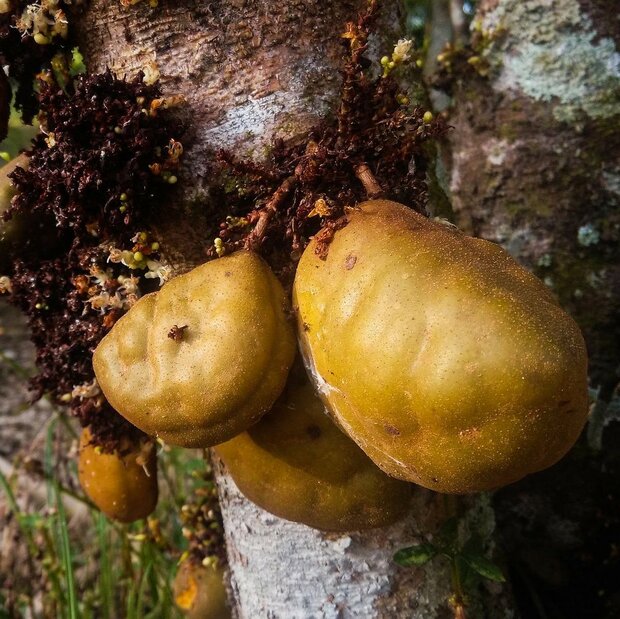 Nam-nam (Cynometra cauliflora)