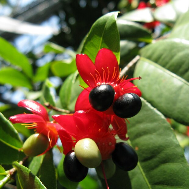 Mickey-Mouse-Pflanze (Ochna thomasiana)