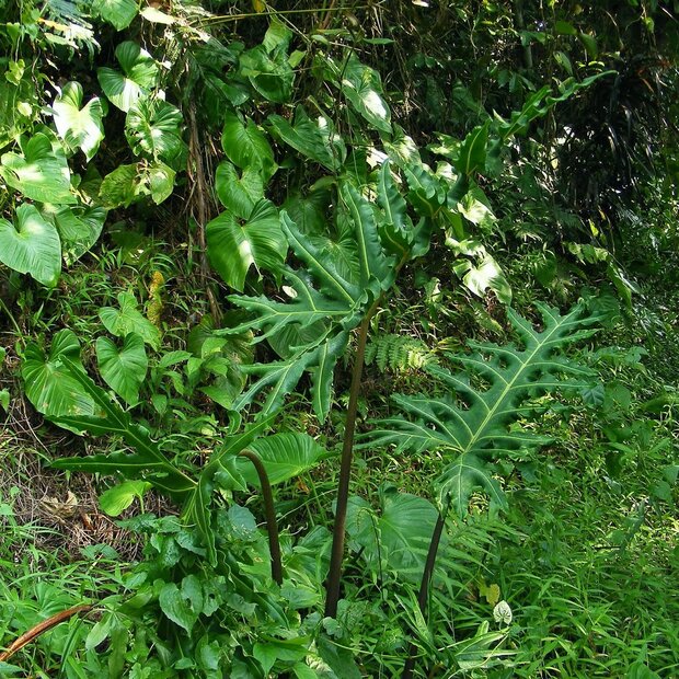 Alocasia (Alocasia portei)
