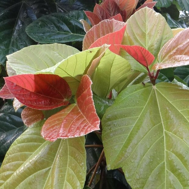 Elefantenohr-Feige (Ficus auriculata)