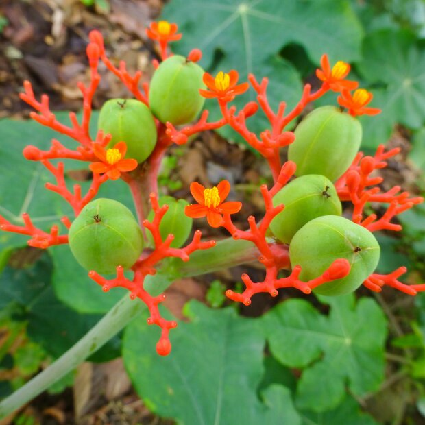 Flaschenpflanze (Jatropha podagrica)