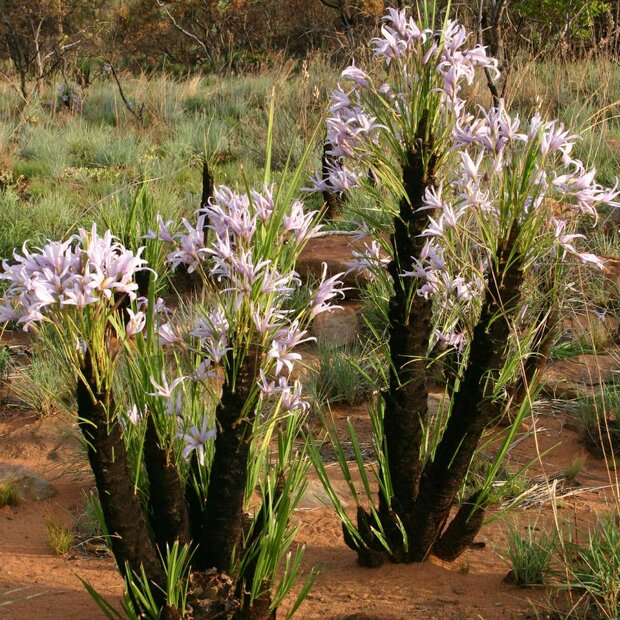 Schwarze Lilie (Xerophyta retinervis)