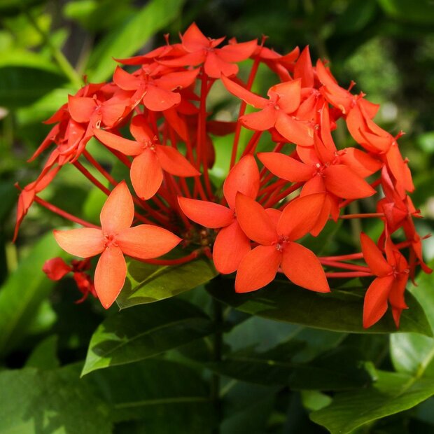 Pfauenblume (Ixora coccinea)