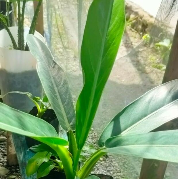 Alocasia (Alocasia lancifolia)