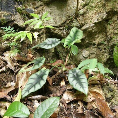Alocasia (Alocasia reversa)