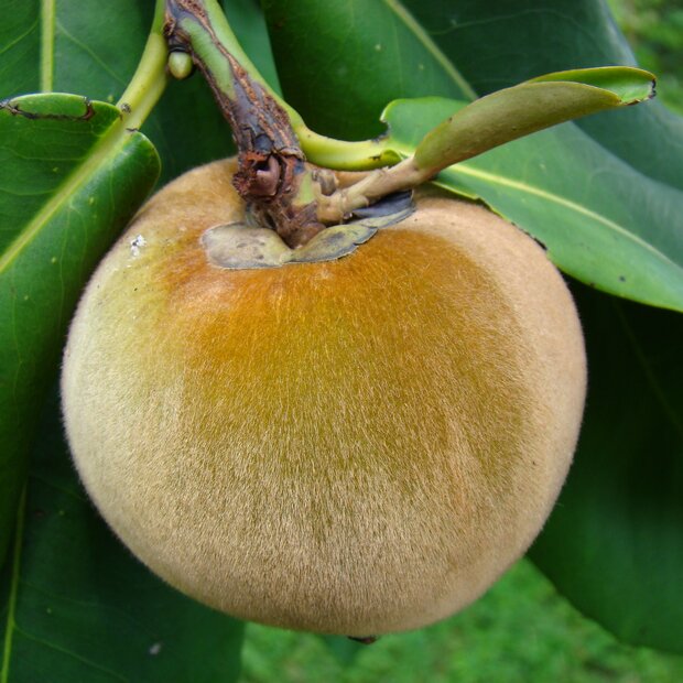 Samtapfel (Diospyros blancoi)