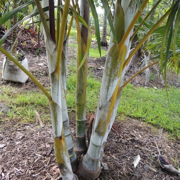 Sandpalme (Dypsis arenarum)