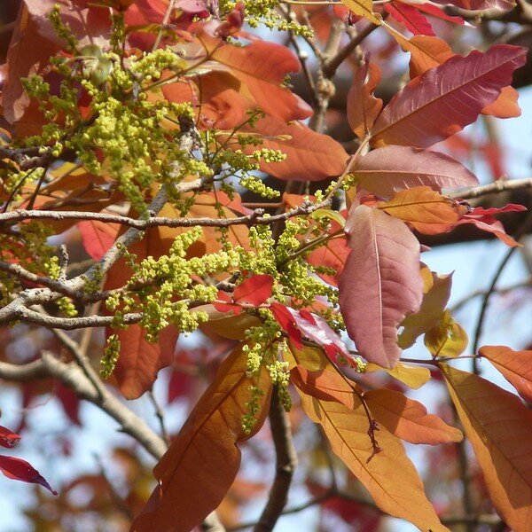 Kusumbaum (Schleichera oleosa)