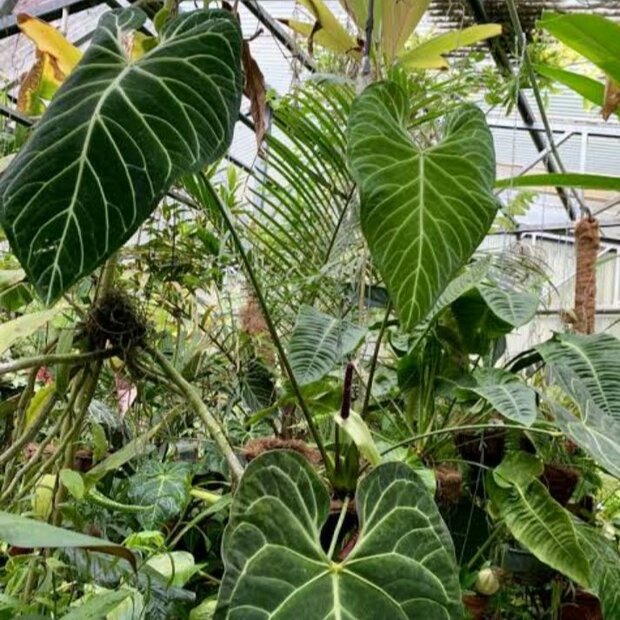 K&ouml;nigliches Anthurium (Anthurium regale)