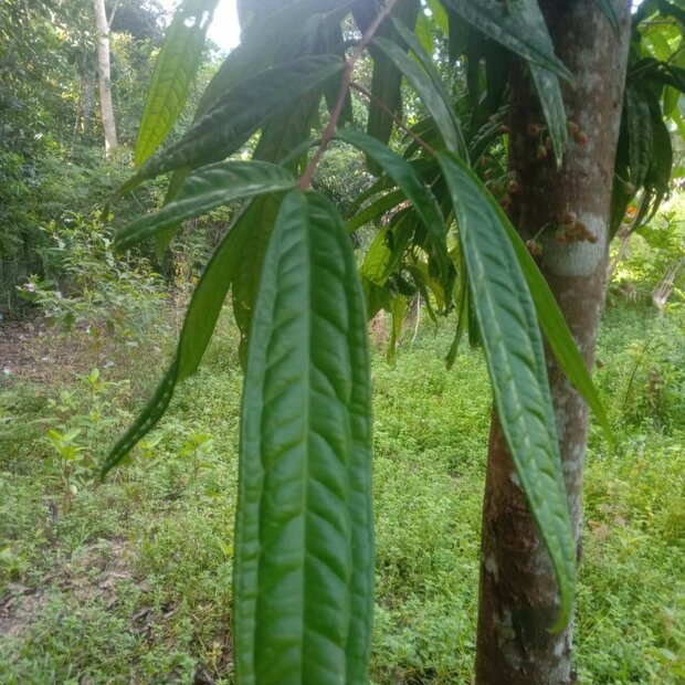 Syzygium (Syzygium sp. 'Sulawesi')