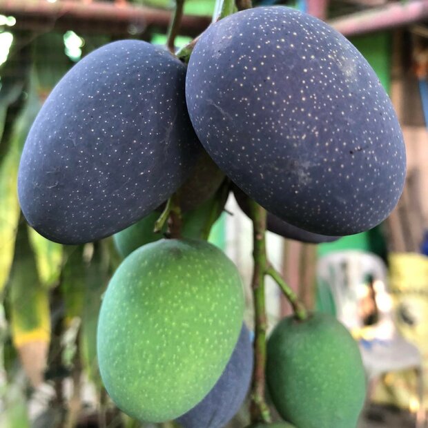 Kasturi-Mango (Mangifera casturi)