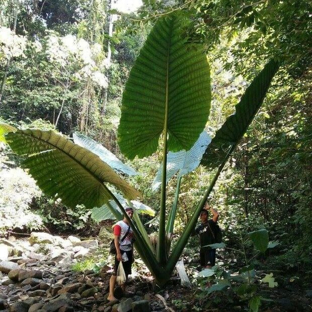 Riesen-Alocasia (Alocasia robusta)
