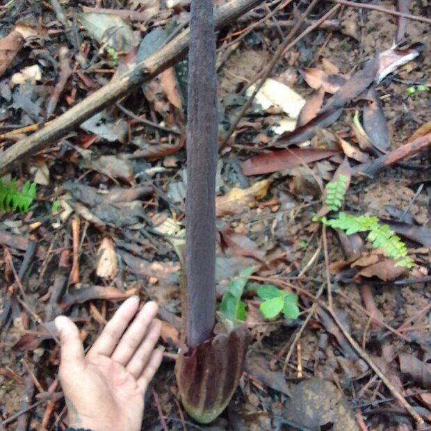 Aronstab (Amorphophallus plicatus)