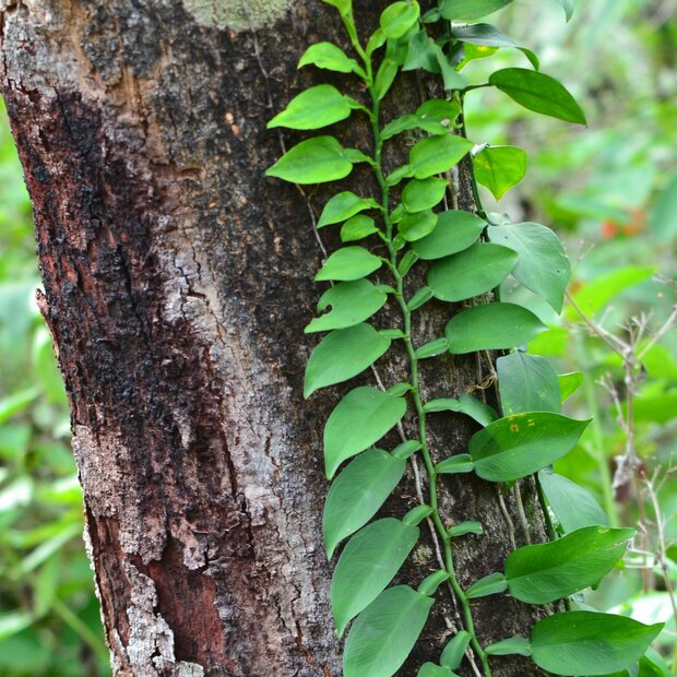 Kletternde Aronstabpflanze (Pothos scandens)