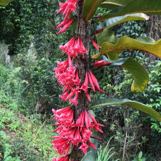 Captaincookia (Ixora margaretae)