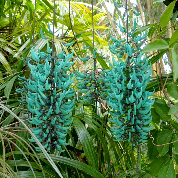 Jade-Blume (Strongylodon macrobotrys)
