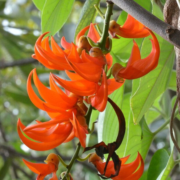 Rote Jadeblume (Mucuna bennettii)