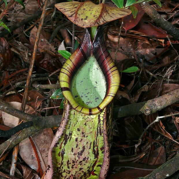 Raffles-Kannenpflanze (Nepenthes rafflesiana)