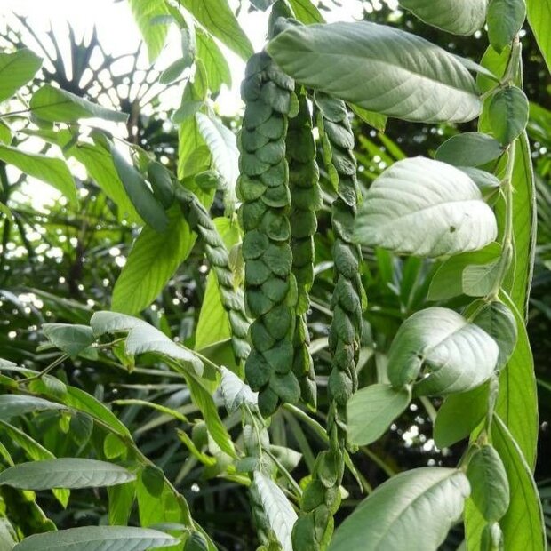 Jatsalpan (Phyllodium pulchellum)