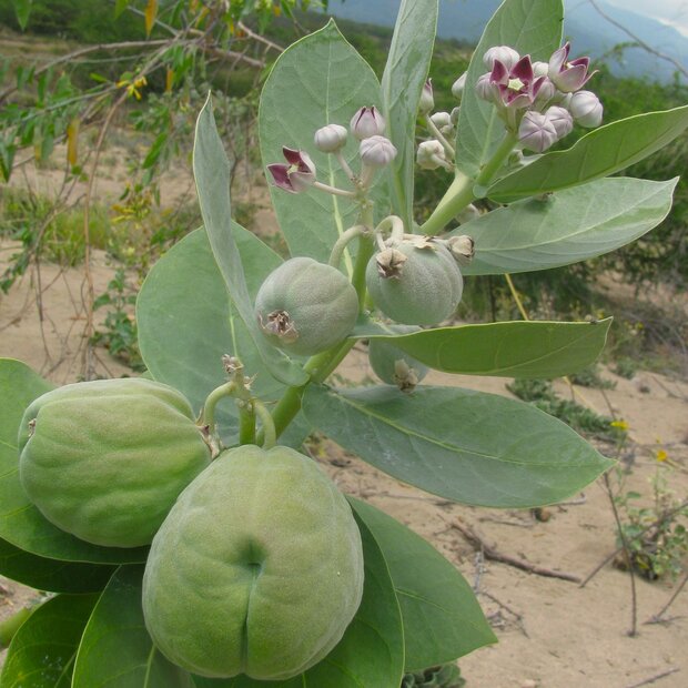 Sodomapfel (Calotropis procera)