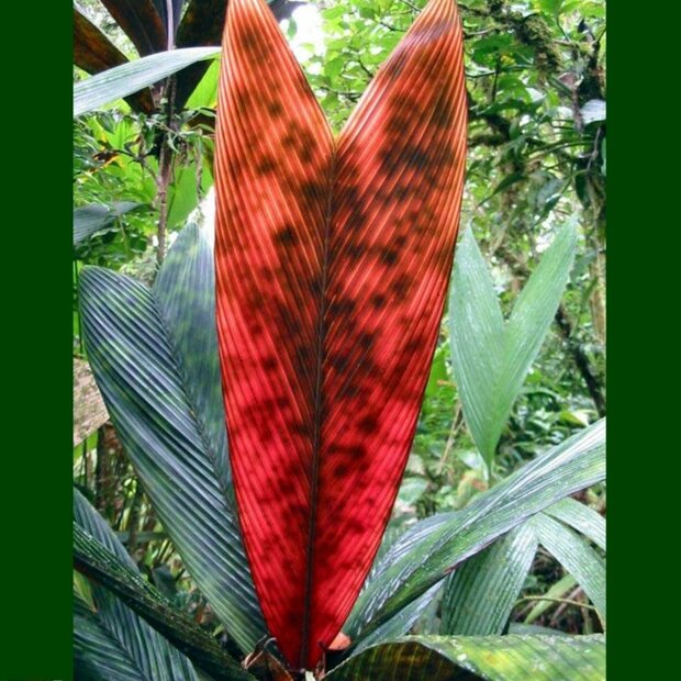 Glaspalme (Geonoma epetiolata)