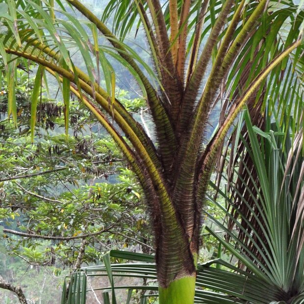 Wanga-Palme (Pigafetta elata)