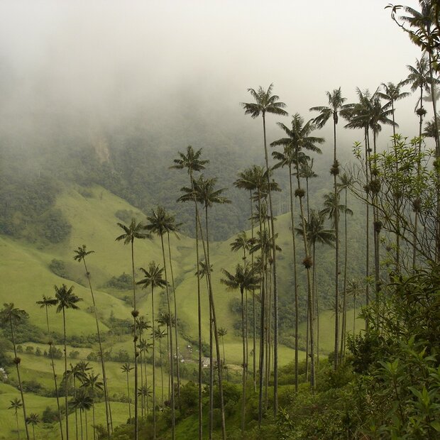 Quindio-Waspalme (Ceroxylon quindiuense)