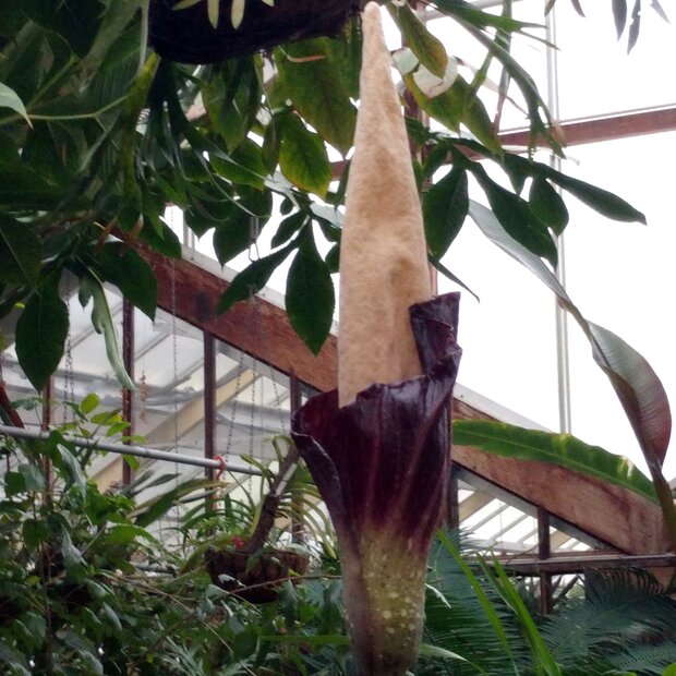 Aronstab (Amorphophallus decus-silvae)