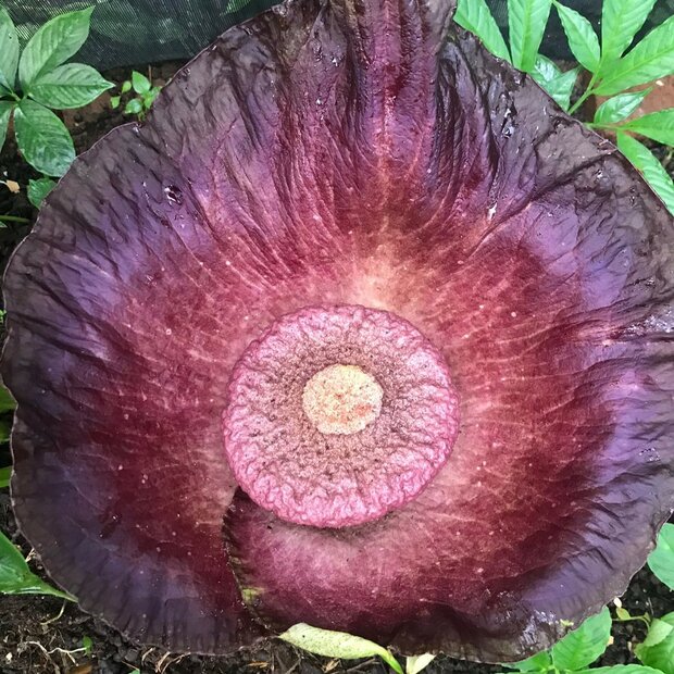 Aronstab (Amorphophallus hirsutus)