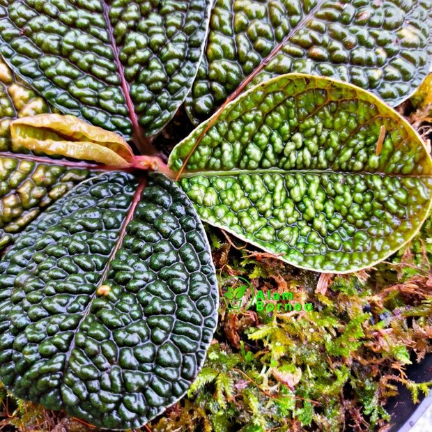 Dinosaurierpflanze (Labisia sp. 'Dino')