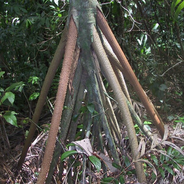 Wanderpalme (Socratea exorrhiza)