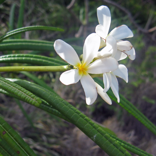 Wei&szlig;e Frangipani (Plumeria alba)