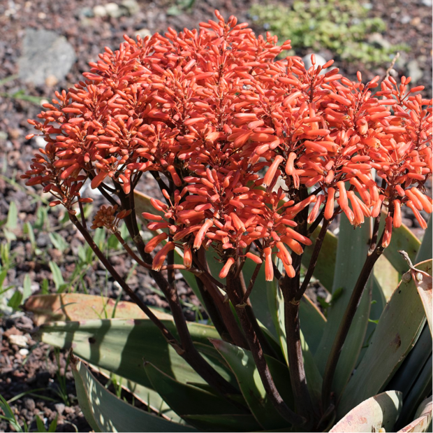 Korallen-Aloe (Aloe striata)