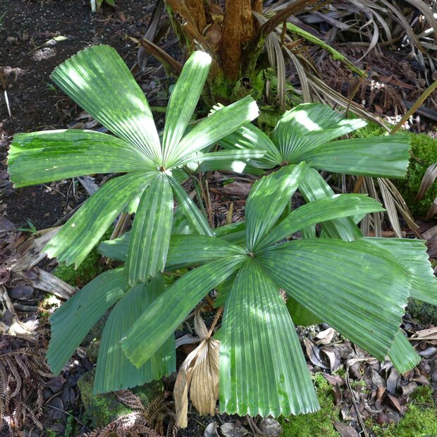 Vietnamesische F&auml;cherpalme (Lanonia dasyantha)