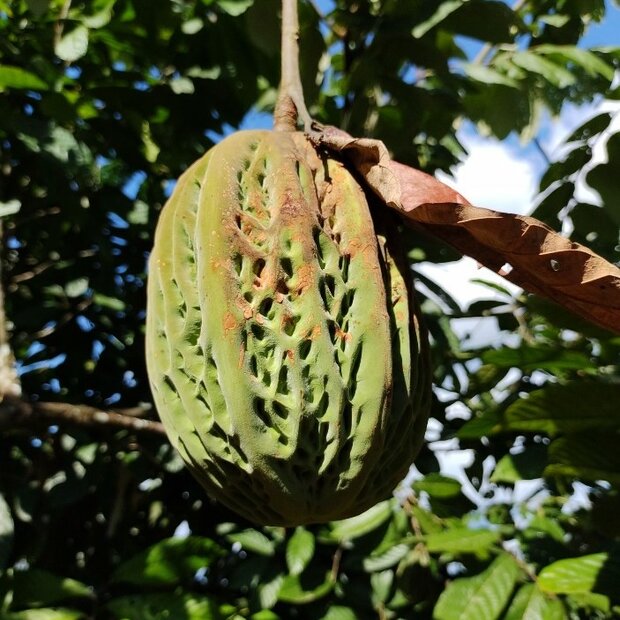 Wei&szlig;er Kakao (Theobroma bicolor)