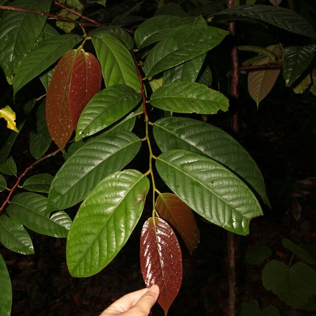 Borneanisches Eisenholz (Eusideroxylon zwageri)