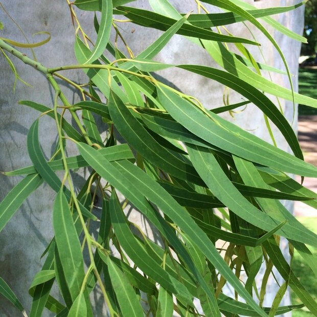 Zitronen-Eukalyptus (Corymbia citriodora)