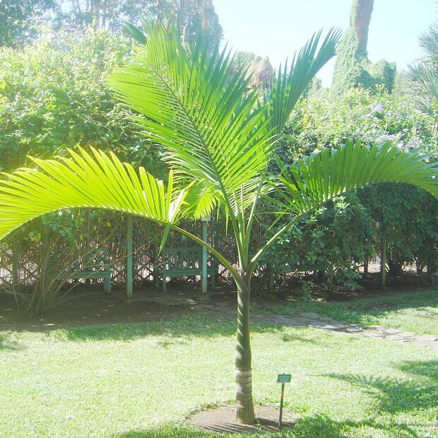 Champagnerpalme (Hyophorbe indica)