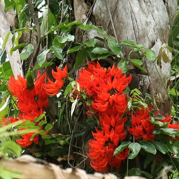 Rote Jadeblume (Mucuna novoguineensis)