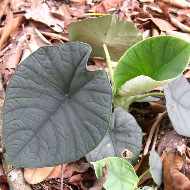 Alocasia (Alocasia chaii)