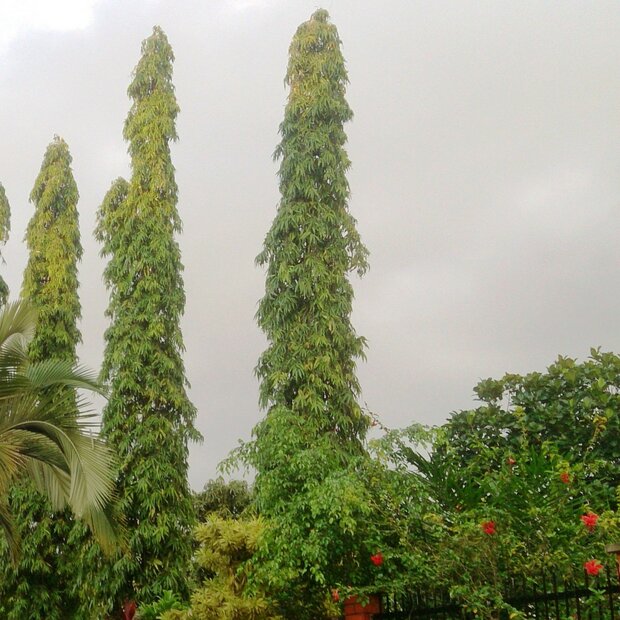 Indischer Mastbaum (Monoon longifolia)