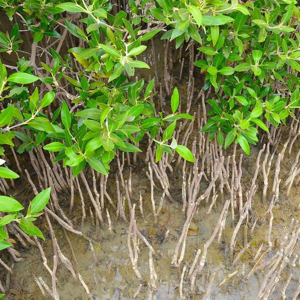 Graue Mangrove (Avicennia marina)