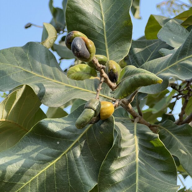 Markierungsnuss (Semecarpus anacardium)