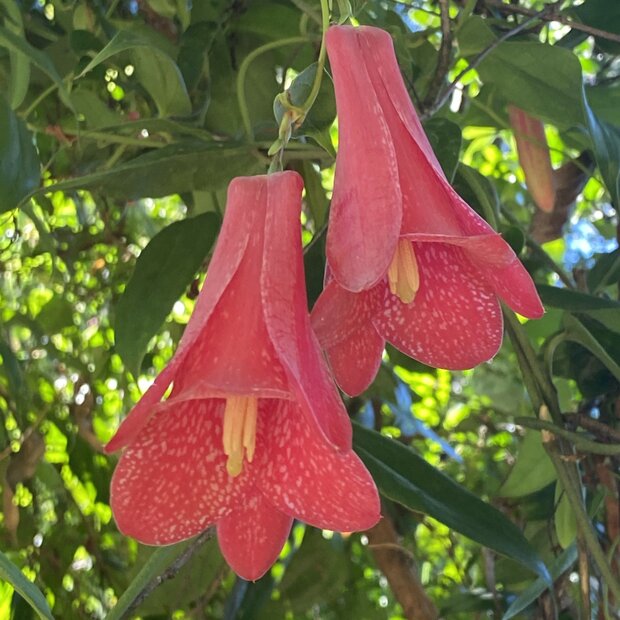 Chilenische Trompetenblume (Lapageria rosea)